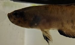 Betta channoides, 'snakehead betta'