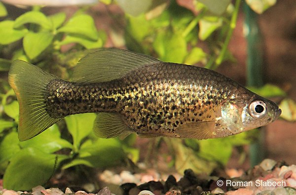 Leopard Goideid Chapalichthys pardalis 6