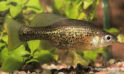 Leopard Goideid Chapalichthys pardalis 6