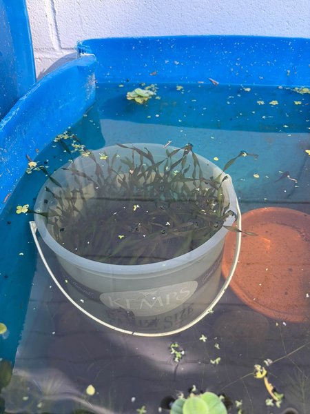 1 x Gallon Bucket of Corkscrew Val