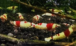 Crystal red shrimps