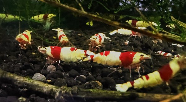 Crystal red shrimps