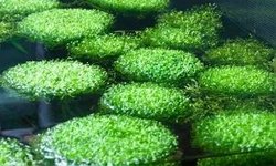 Photo 5 of Floating Crystalwort (Lot 1)