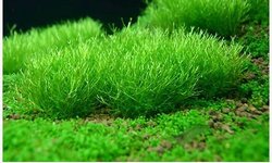 Floating Crystalwort (Lot 6)