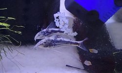 Young scleromystax cw038 group