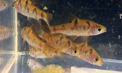 Rhombo/Snakeskin Barb (Group of 6)