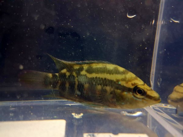 Yellow-Belly Cichlid