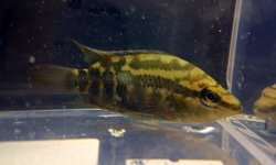 Yellow-Belly Cichlid
