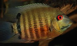 Red Mouthbrooder Severum ( 2 Juv)