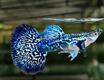 Dragon Guppies Group