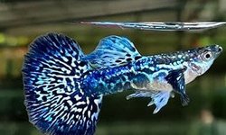 Dragon Guppies Group