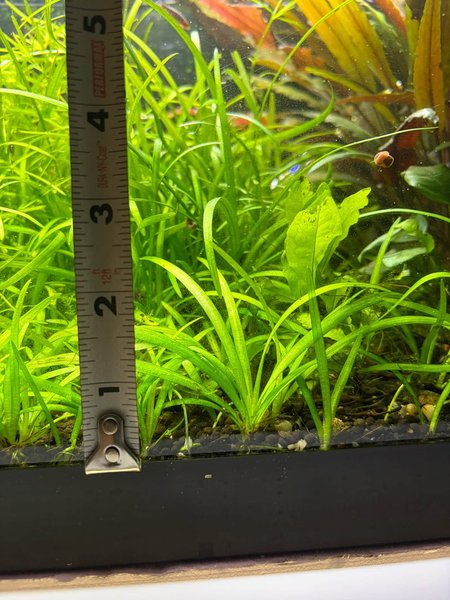 20 x Dwarf Sag