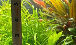 Photo 2 of 20 x Dwarf Sag