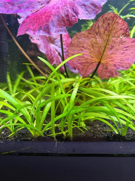 20 x Dwarf Sag