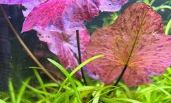 Photo 1 of 20 x Dwarf Sag