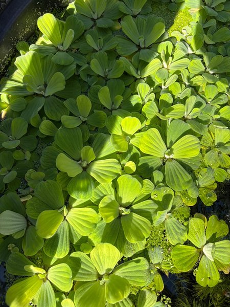1 x Full Quart Bag Dwarf Water Lettuce