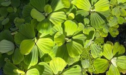 1 x Full Quart Bag Dwarf Water Lettuce