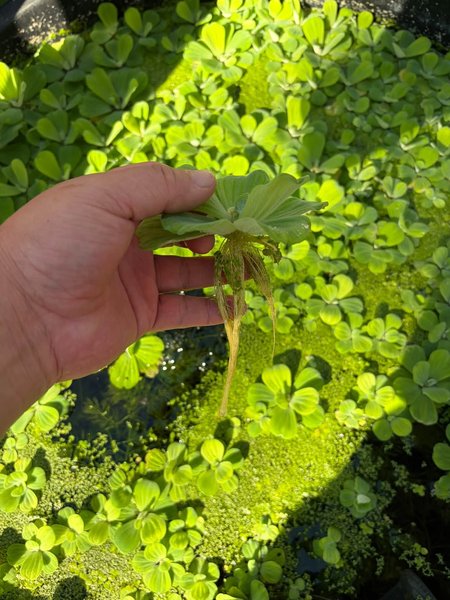 1 x Full Quart Bag Dwarf Water Lettuce