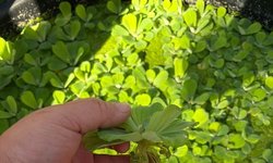 1 x Full Quart Bag Dwarf Water Lettuce