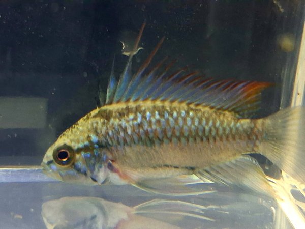 Apistogramma Trifasciata