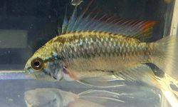 Three Striped Apisto (pair)