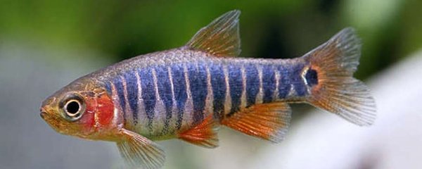 Emerald Dwarf Rasbora