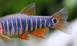 Emerald Dwarf Rasbora
