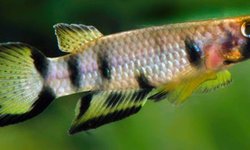 Photo 2 of BAP Epiplatys dageti monroviae