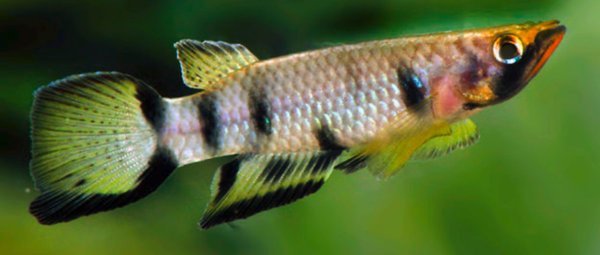 BAP Epiplatys dageti monroviae