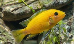 Red Tiger Cichlid (??)