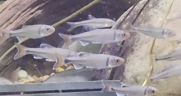 Young group of fireyblack shiners