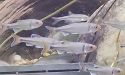 Young group of fireyblack shiners