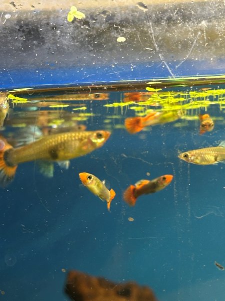 Assorted Guppies 20+