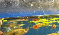 Photo 2 of Assorted Guppies 20+