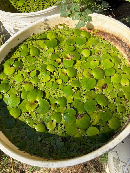 1 x Quart Bag of Frog Bit