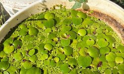 1 x Quart Bag of Frog Bit