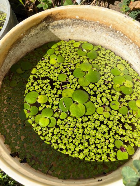 1 x Quart Bag of Frog Bit