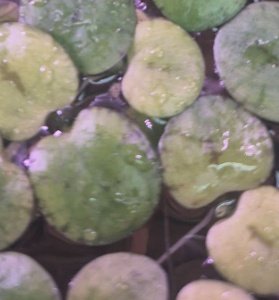 Frogbit plant