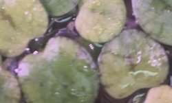 Frogbit plant
