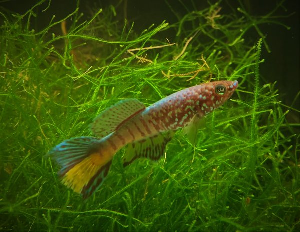 Blue gularis. Fundulopanchax sjoestedti