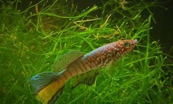 Blue gularis. Fundulopanchax sjoestedti