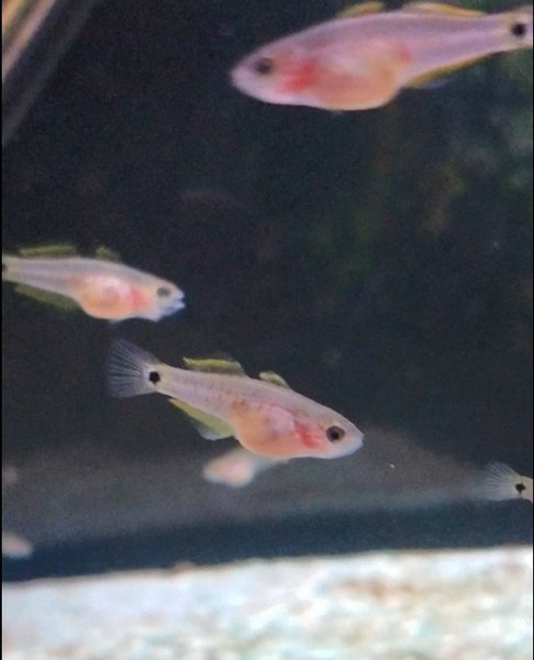 Typical juveniles in my tank