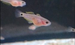 Peacock Gudgeon