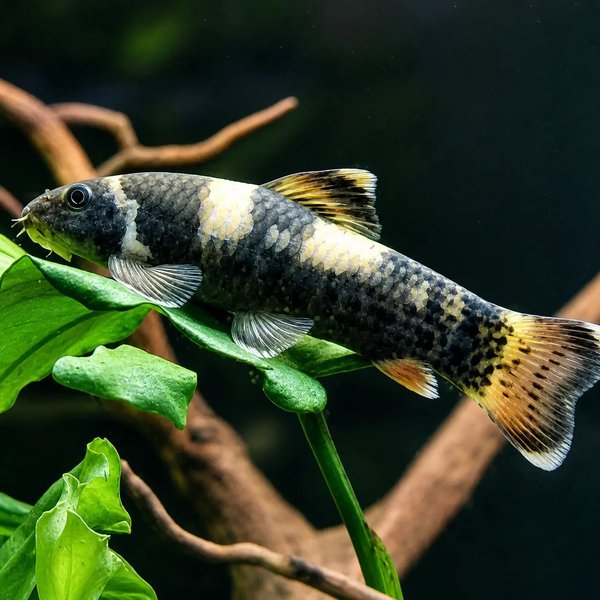 4 PANDA GARRA