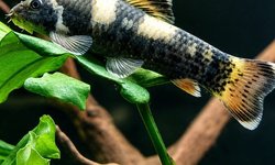 4 PANDA GARRA