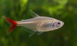 Photo 2 of 3 Glass Bloodfin Tetras