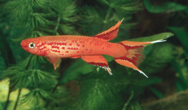 Aphyosemion australe gold