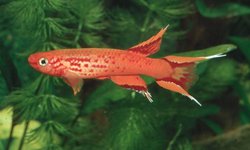 Aphyosemion australe gold