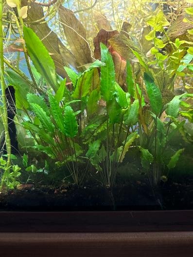 Cryptocoryne wendtii (#1)