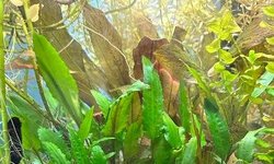 Cryptocoryne wendtii (#2)